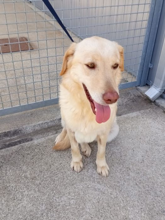 Cadelinha para adopção responsável