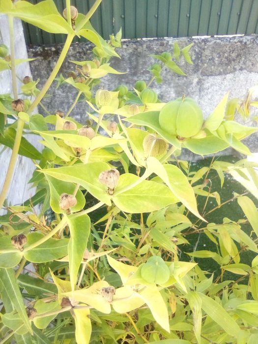 Planta que elimina as toupeiras