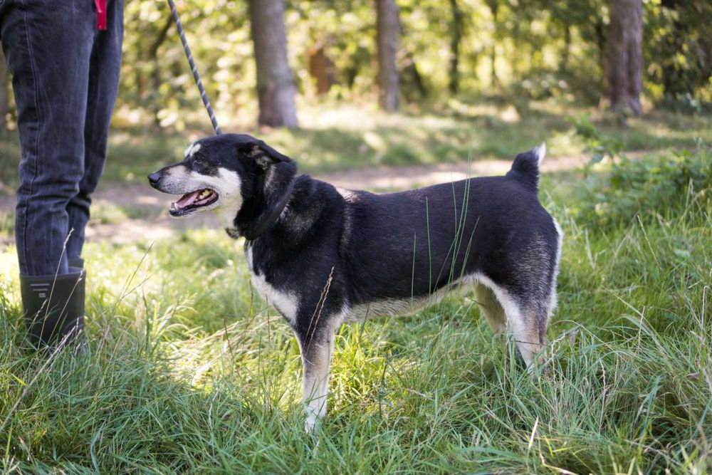 8 letnia Ksenia do adopcji!