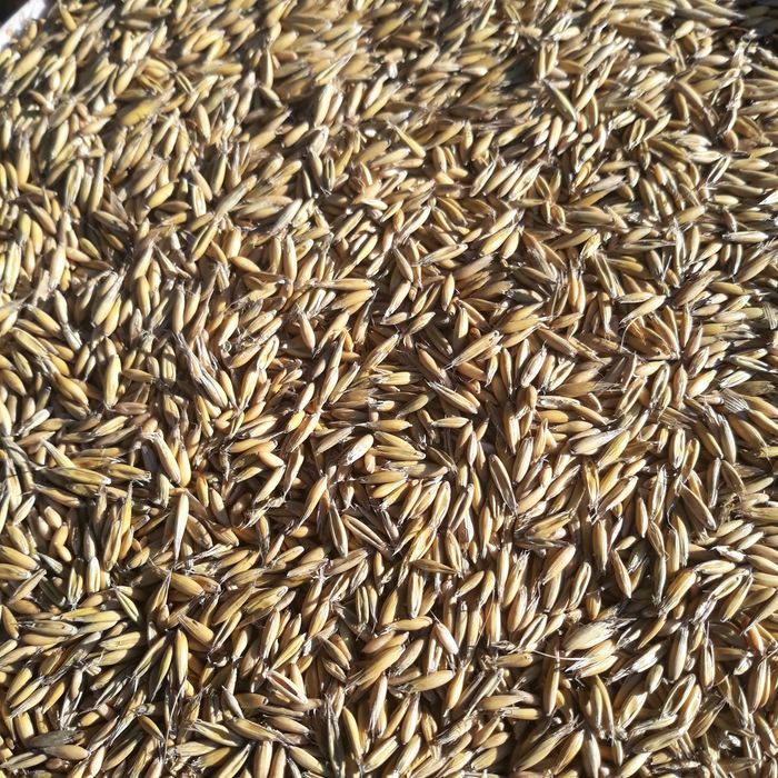 Owies Bingo rok po wymianie