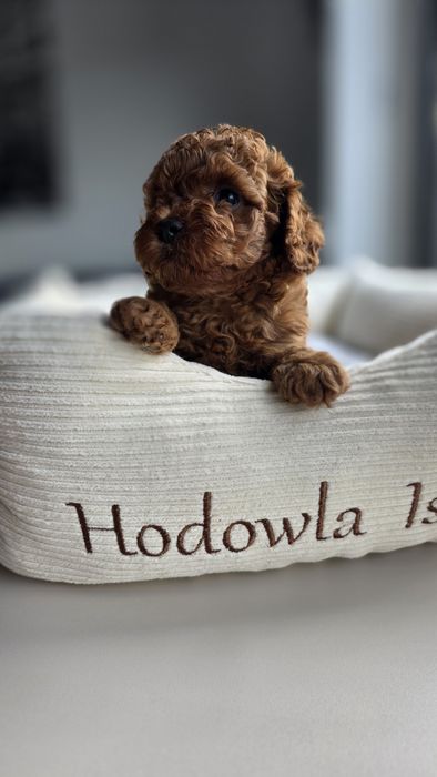 Pudel miniaturowy/Toy Hodowla Issa OSPiKR piesek Rico
