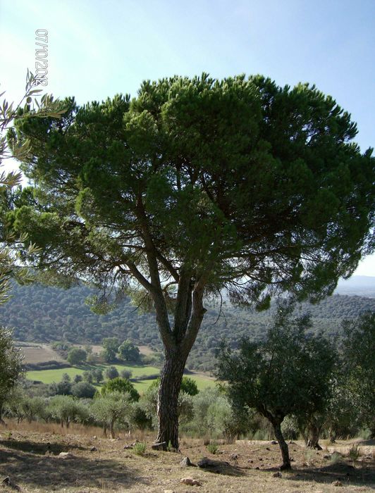 Olivais tradicionais nos arredores de Estremoz