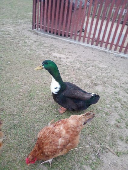 Sprzedam młodego kaczora