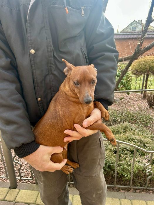 Цвергпінчер