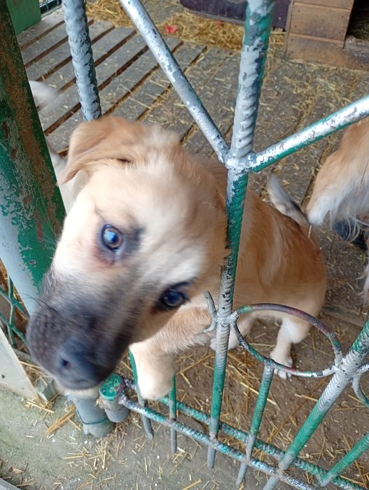 Oddam w dobre ręce dwa pieski 3 miesięczne