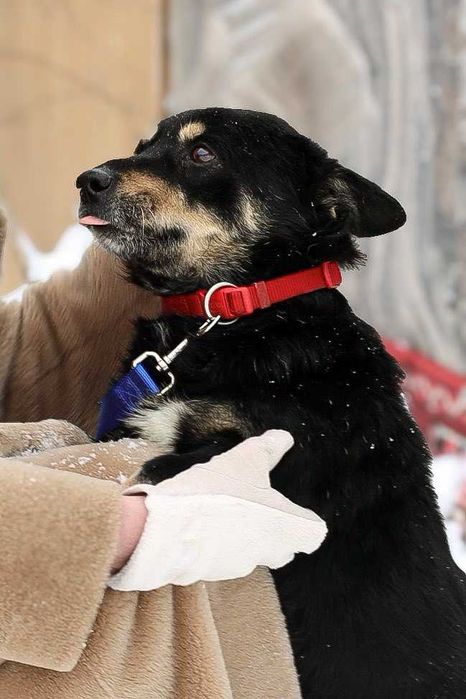 Kleszczyk szuka domu