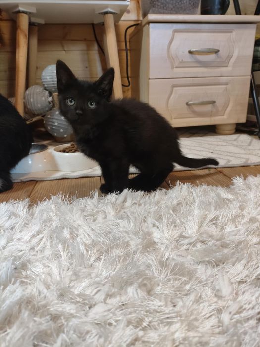 Asia i Basia ,kocięta ,proszą o domy.