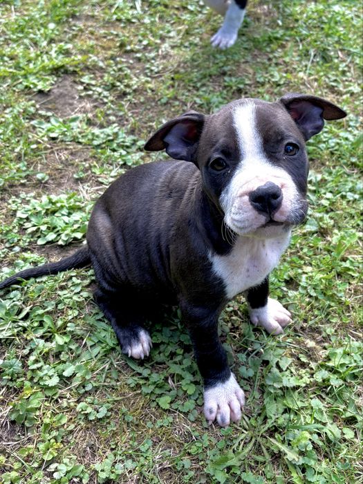Szczeniak amstaff suczka