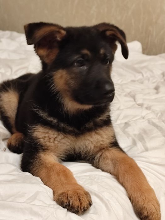 Предлагаются щенки немецкой овчарки