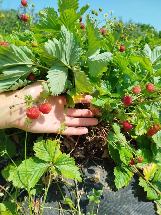 Суниця альпійська( саджанці (розсада)).