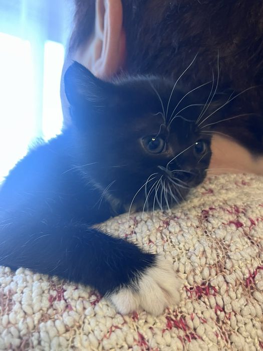 Кошеня в добрі руки