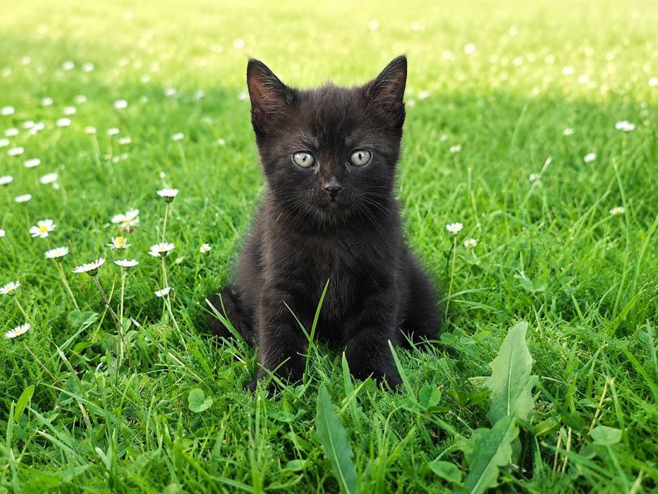 Продам британського котика