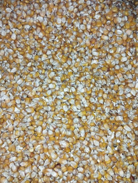 Sprzedam kukurydzę sucha