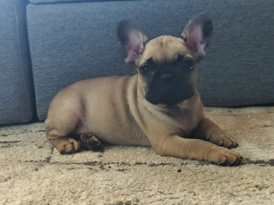 Buldog francuski piesek