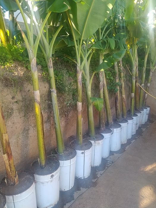 Bananeiras (banana maçã)