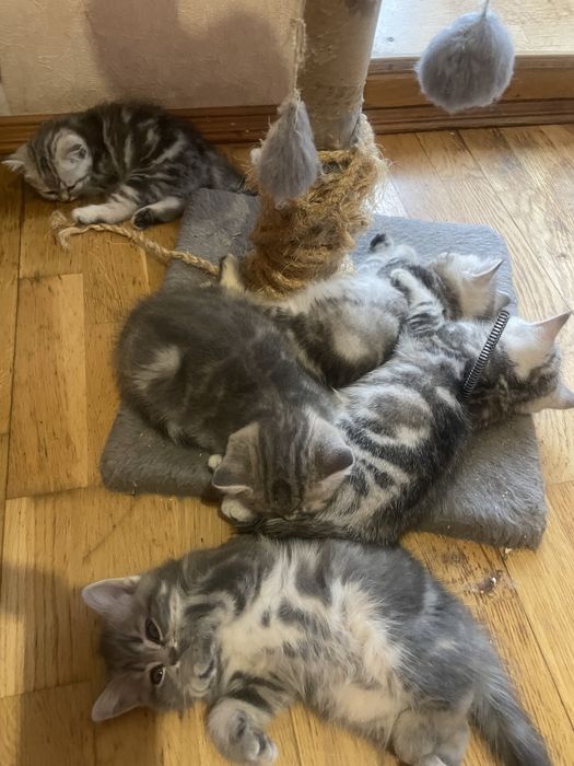 Шотландские мраморные!