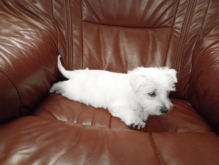 West Highland White Terrier suczka z rodowodem
