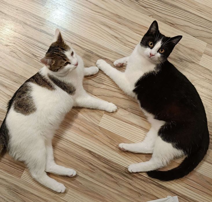 koty do adopcji!