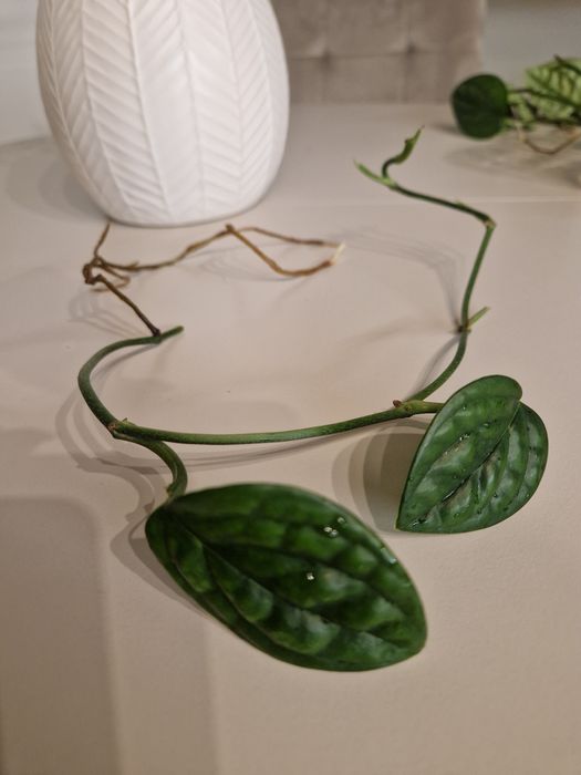 Monstera Karstenianum Peru, ukorzeniona sadzonka