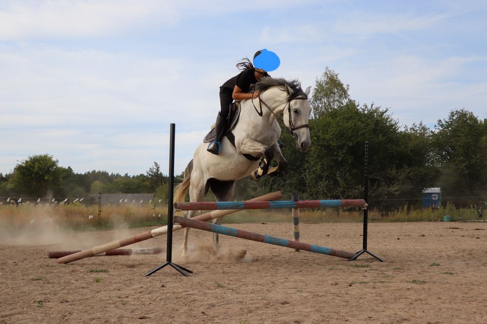 Wałach 6 letni 166-167cm