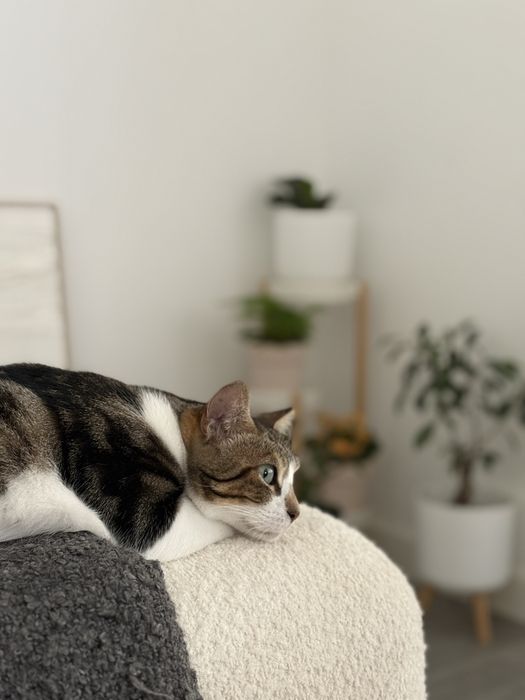 Doação responsável de gato