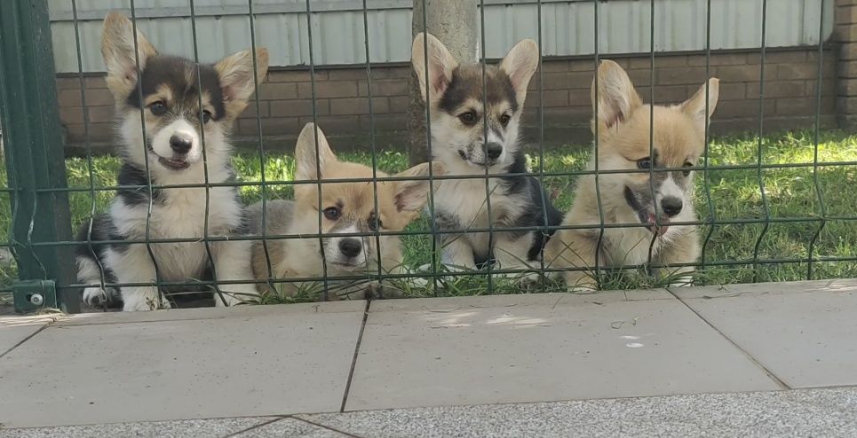 Сумы. Щенки корги.