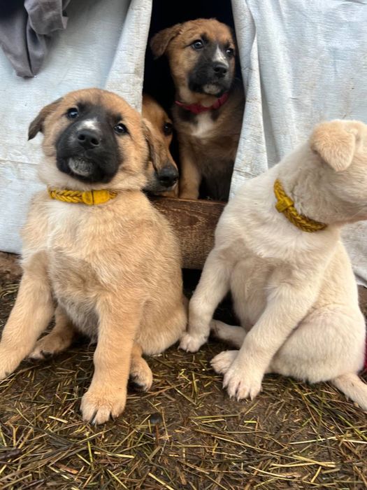 Цуценята шукають родину!Кривий Ріг