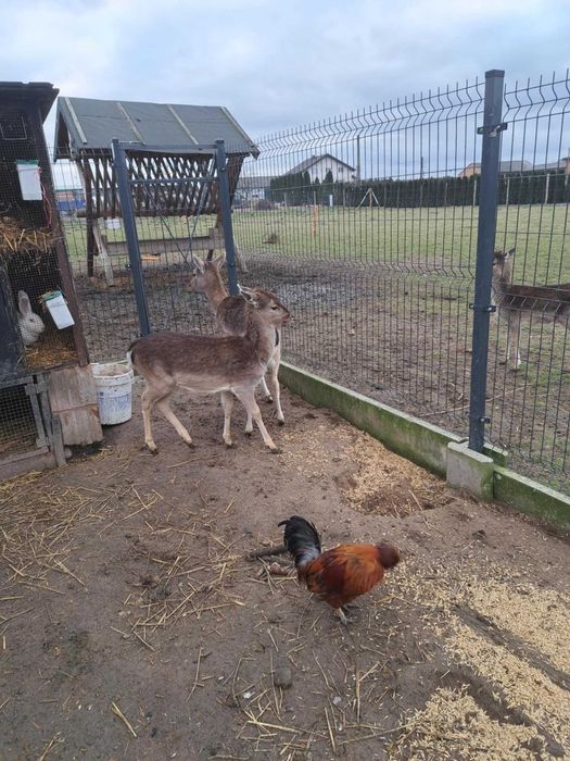 Daniel byczek Daniele