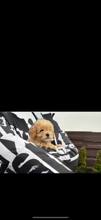 Міні хлопець Teddi face мальтипу., пудель