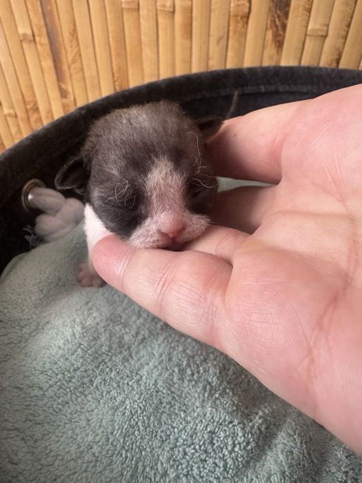 Девон-рекс кошенята - різні забарвлення з документами