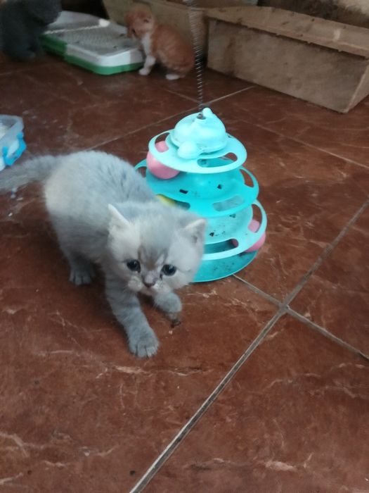 Котята шотландские страйт и фолд