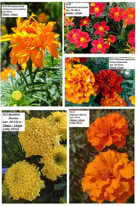 Насіння чорнобривців