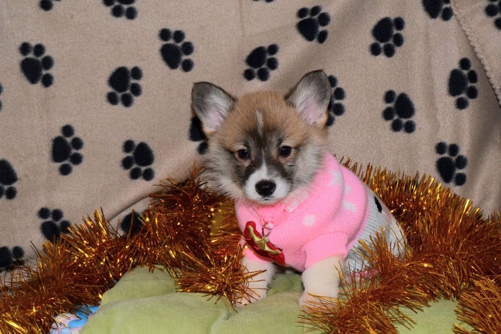 Коргі Пемброк милі дівчата і хлопчик