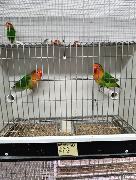 Casal de agapórnis fischeris verdes  ancestrais