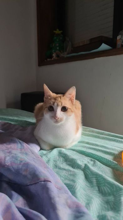 Cenoura- Gatinho jovem para adoção responsável