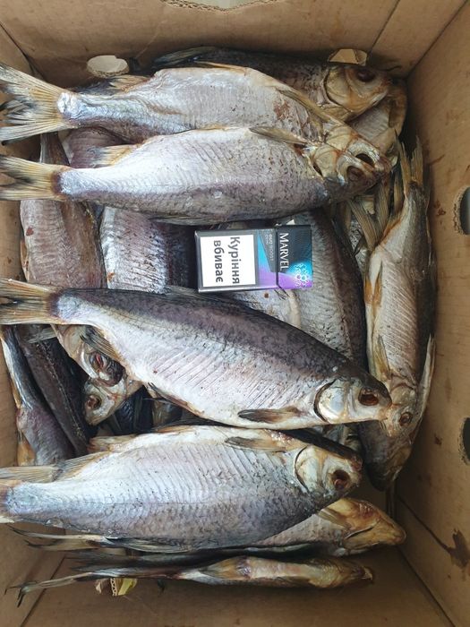 Плотва з ікрою.  Ікра толстолоб Густера Чехонь  Тарань сушена