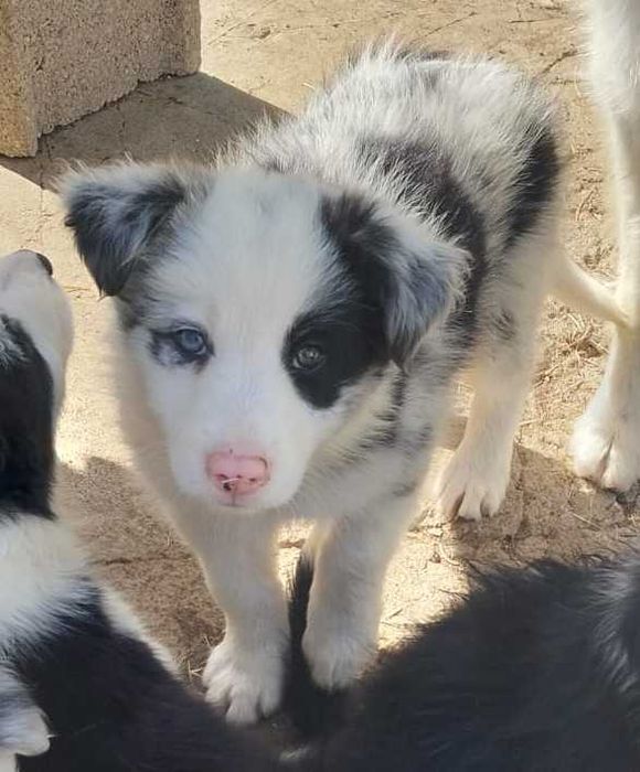 Cachorrinha border collie blue merle com olho azul