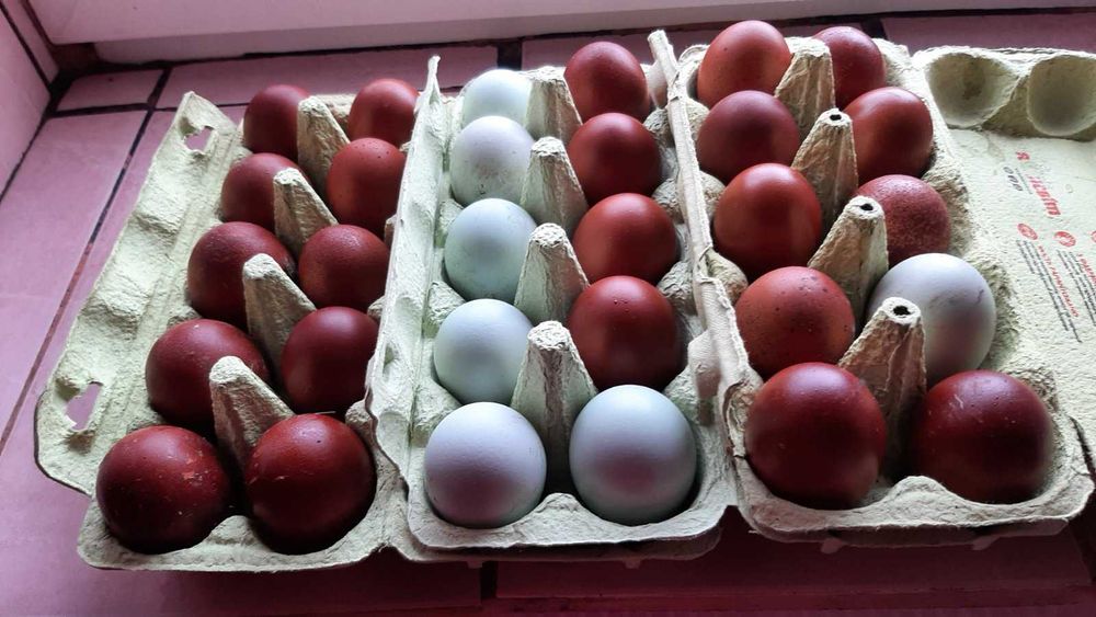 інкубаційне яйце маран чорно-мідний