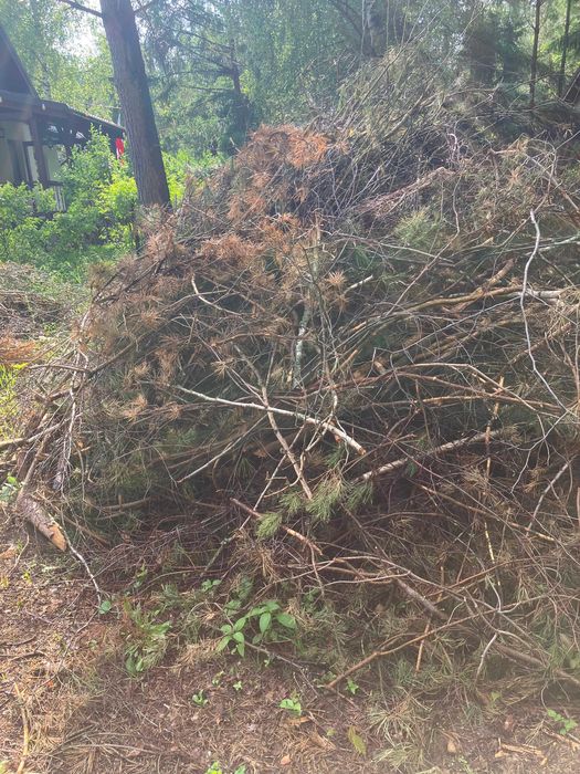 Oddam gałęzie / chrust za darmo - Marksewo