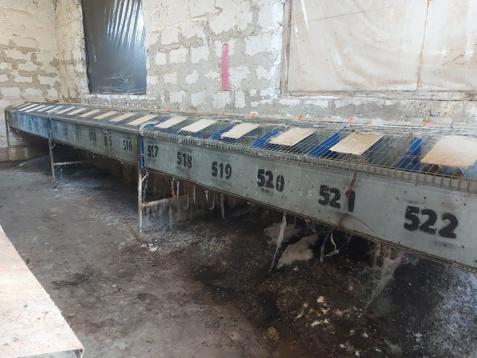 Маточні клітки кролячі