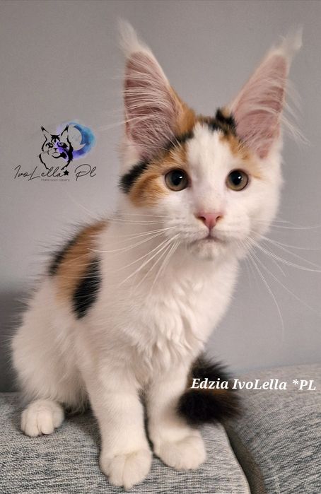 Maine Coon Kotka Kot