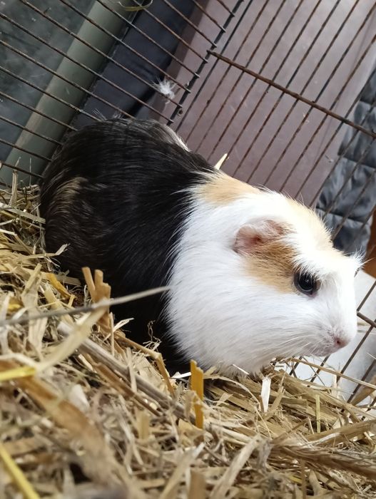 Świnka  morska +domek gratis
