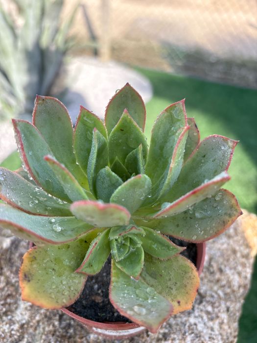 Suculentas  Aeonium  preço 1€