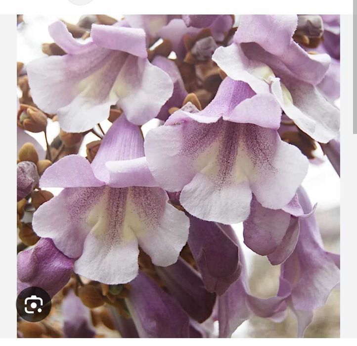 1,5 m+Drzewo tlenowe, Oxygen three,Paulownia