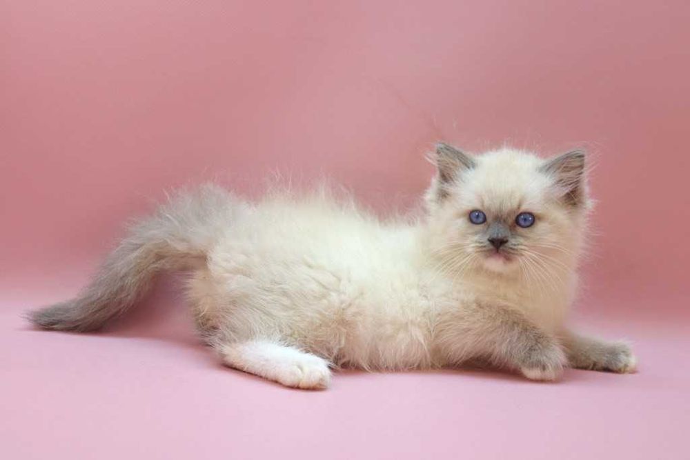 Роскошный Ragdoll//Регдолл котик