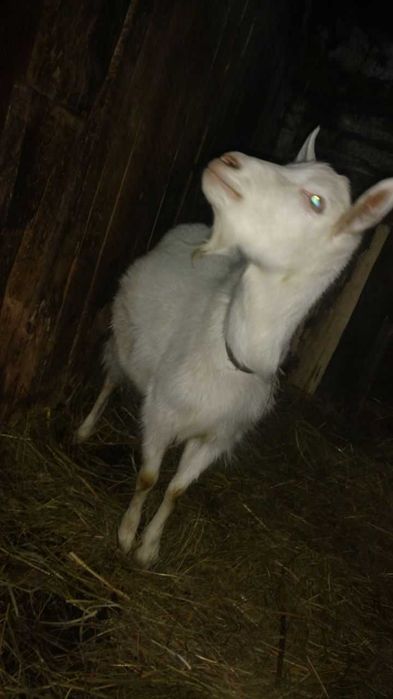 Дойная коза безрогая