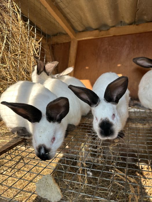 Кролики породи Каліфорнія на продаж