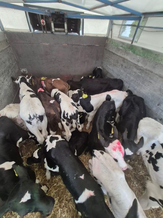 Cielaki z Polskich gospodarstw