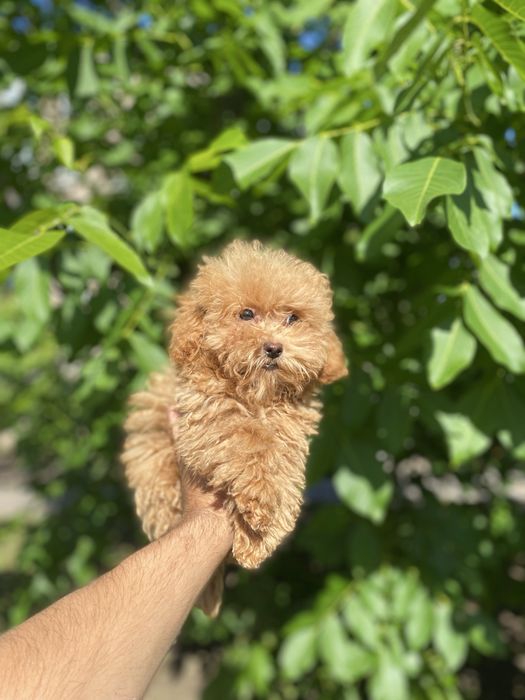 Чудовий хлопчик мальтіпу