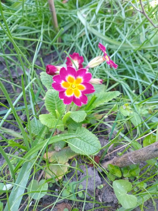 Примула чотири види